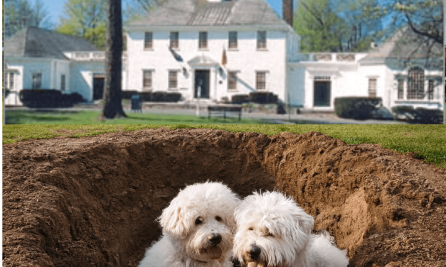 Dogs dig up plans and maps to Fairfield’s buried treasures; den mother upset as they just had baths.